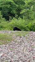 Foxboro bear video