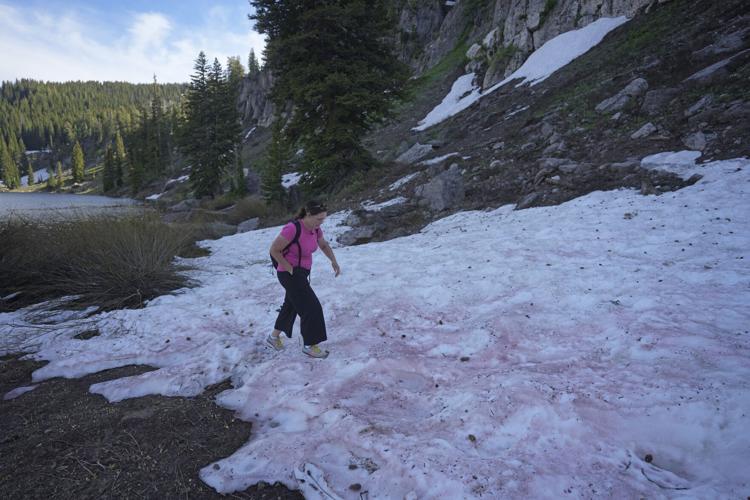 Watermelon Snow