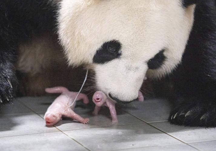 South Korea Panda Twins